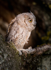 Small scops owl in tree hollow. Little Scops Owl (Otus scops) is a small species of owl from the Owl Owl family.