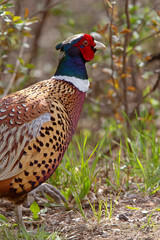 Ring Necked Pheasant