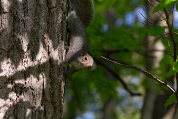  Eastern gray squirrels ( Sciurus carolinensis) 