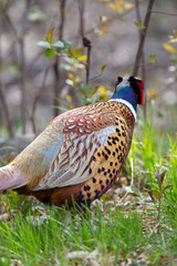 Ring Necked Pheasant