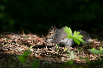 Young Eastern gray squirrels ( Sciurus carolinensis) looking for food in park