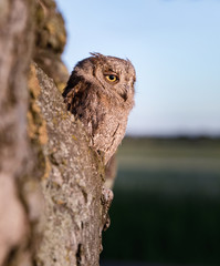 Small scops owl in tree hollow. Little Scops Owl (Otus scops) is a small species of owl from the Owl Owl family.