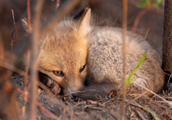 Fox Kits Near Den