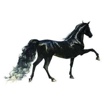 Watercolor black horse
