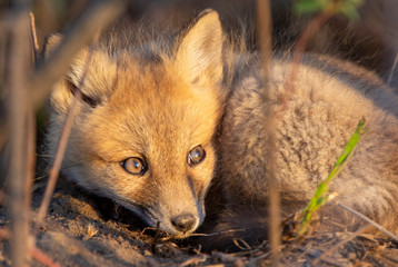 Fox Kits Near Den