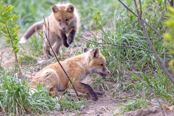 Fox Kits Near Den