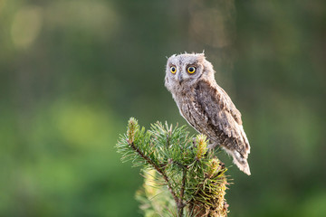 Small scops owl on a pine branch. Little Scops Owl (Otus scops) is a small species of owl from the Owl Owl family.