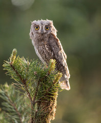 Small scops owl on a pine branch. Little Scops Owl (Otus scops) is a small species of owl from the Owl Owl family.
