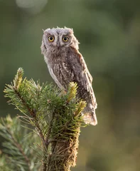 Zelfklevend Fotobehang Small scops owl on a pine branch. Little Scops Owl (Otus scops) is a small species of owl from the Owl Owl family. © murmakova