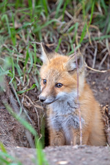 Fototapeta premium Fox Kits Near Den