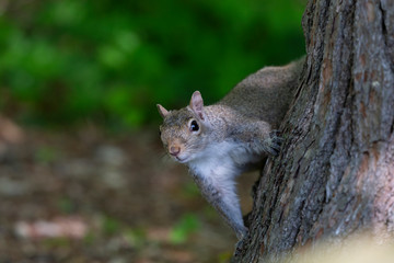  Eastern gray squirrels ( Sciurus carolinensis) 