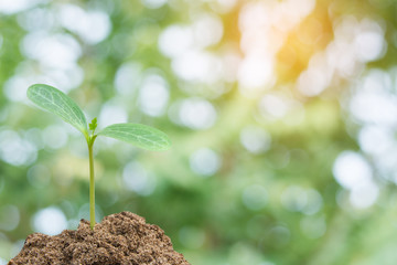 Green sprout growing, young plant from soil with sunlight and Green blur nature background