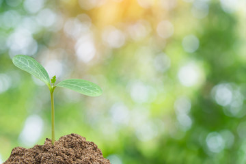 Green sprout growing, young plant from soil with sunlight and Green blur nature background