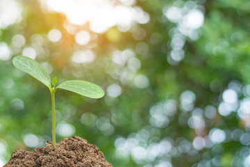 Green sprout growing, young plant from soil with sunlight and Green blur nature background