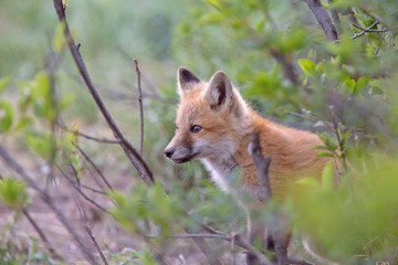 Fototapeta premium Fox Kits Near Den