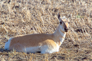 Pronghorn Antelope Prairie