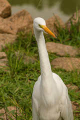 Garça em Busca de alimento
