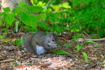 Naklejka na ściany i meble Young Eastern gray squirrels ( Sciurus carolinensis) looking for food in park
