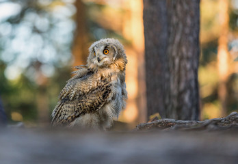 Eastern Siberian owl in spring pine forest on the ground.