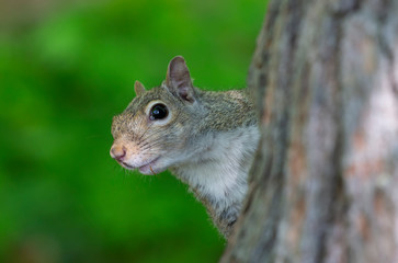 Naklejka na ściany i meble Eastern gray squirrels ( Sciurus carolinensis) 