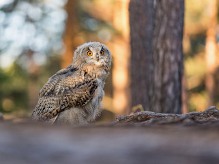 Eastern Siberian owl in spring pine forest on the ground.