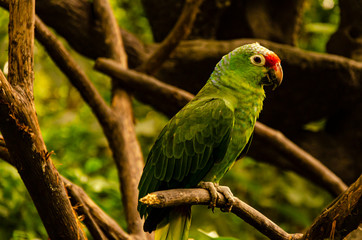 parrot posing on a branch. Guayaquil, Ecuador