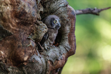 Tengmalm's Owl Aegolius funereus, is a small owl. It is known as the Boreal Owl. Cub Boreal owl in tree hollow in nqature.