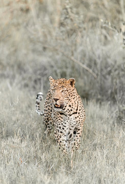A close-up portrait of leopard walking towards the camera