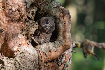 Tengmalm's Owl Aegolius funereus, is a small owl. It is known as the Boreal Owl. Cub Boreal owl in tree hollow in nqature.
