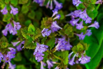 Purple wild flowers. Small purple flowers. Purple wild flowers.