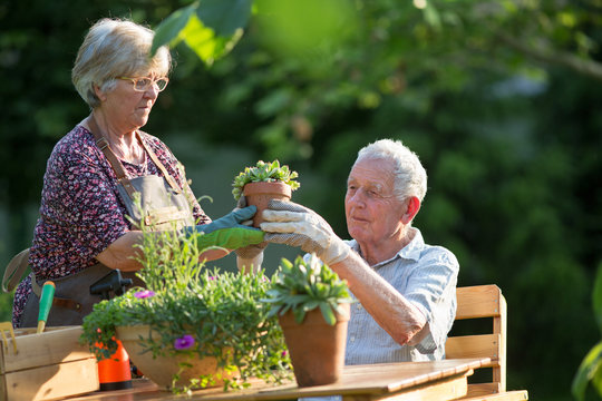 Senior couple potting plants