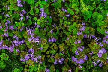 Purple wild flowers. Small purple flowers. Purple wild flowers.