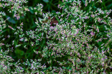 Wild grass. Close up of wild grass. Green wild grass. Macro photo of wild grasses.