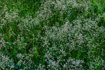 Wild grass. Close up of wild grass. Green wild grass. Macro photo of wild grasses.