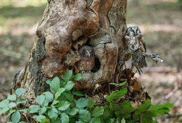 Tengmalm's Owl Aegolius funereus, is a small owl. It is known as the Boreal Owl. Cub Boreal owl in tree hollow in nqature.