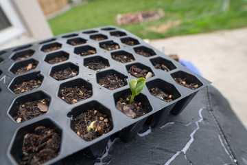 seeds have sprouted and your garden is ready to plant