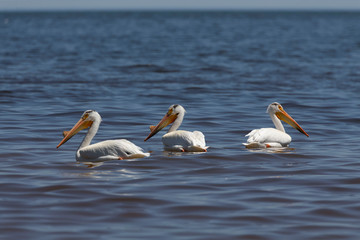 White Pelicans (Pelecanus erythrorhynchos) on the water.Nature scene from lake Michigan Wisconsin.