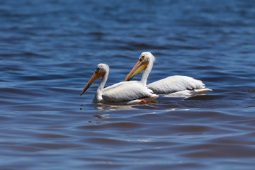 White Pelicans (Pelecanus erythrorhynchos) on the water.Nature scene from lake Michigan Wisconsin.