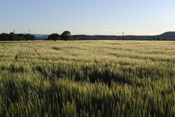 walking through nature