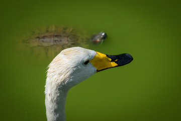 Portrait of white swan