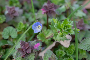 Blue flower in the garden