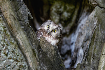 Tengmalm's Owl Aegolius funereus, is a small owl. It is known as the Boreal Owl. Cub Boreal owl in tree hollow in nqature.