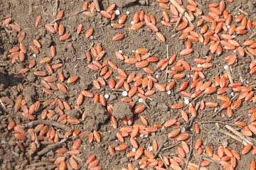Seeding in Saskatchewan