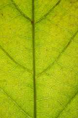 Green Leaf texture nature background 