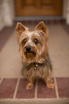 Portrait of small  Yorkie dog