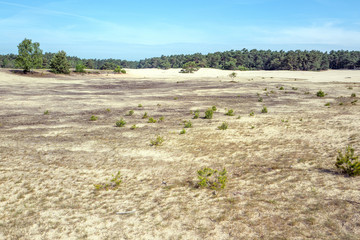 Drifting sand in nature reserve Mosselse zand with Scots Pine, Pinus sylvestris on the Veluwe in the Netherlands.