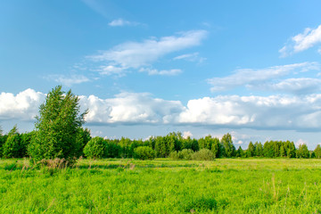 Obraz premium Beautiful summer countryside landscape with birches. Sunny day.