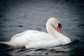 Naklejka premium Schwan