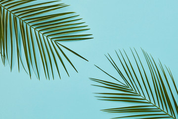 Border or banner of green palm leaves