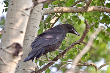 Raven in Tree